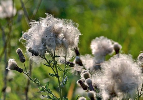 Бодяк полевой, или Розовый осот (лат. Cirsium arvense)